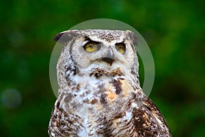 Great Horned Owl Portait