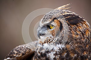 Great Horned Owl Portrait