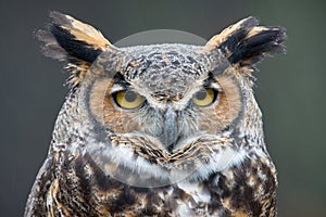 Great Horned Owl portrait photo