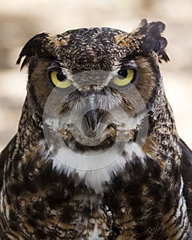 Great horned owl portrait