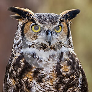 Great Horned Owl Portrait