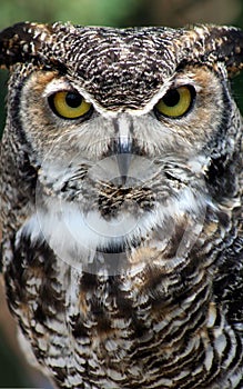 Great Horned Owl portrait