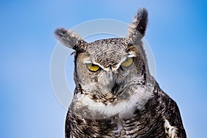 Great Horned Owl