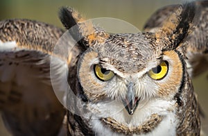 Great Horned Owl Portrait photo