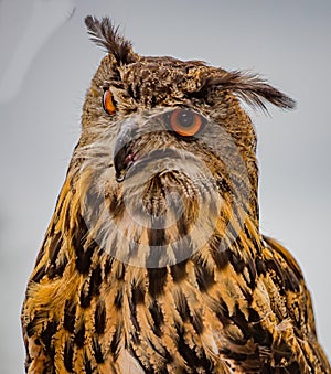 Great horned owl posing for camera in Germany