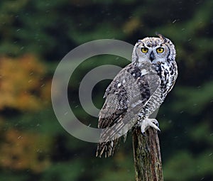 Great Horned Owl on a Post