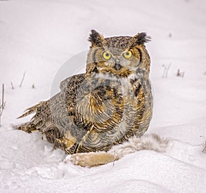 Great horned owl with prey