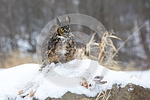 Great horned owl with prey