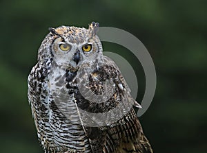 Great Horned Owl Profile