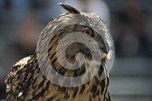 Great Horned Owl in Profile gets ready to take flight-02