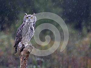 Great Horned Owl in the Rain