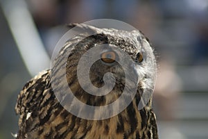 Great Horned Owl ready to take flight bright yellow eyes