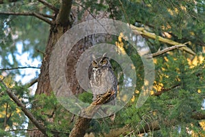 Great horned Owl resting on a tree branch