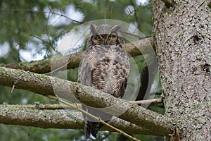 Great horned Owl resting on a tree branch