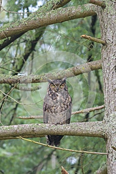 Great horned Owl resting on a tree branch