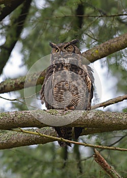 Great horned Owl resting on a tree branch