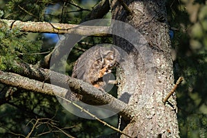 Great horned Owl resting on a tree branch