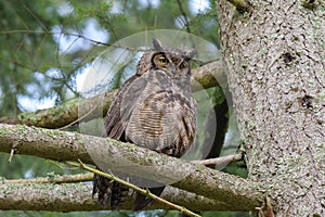Great horned Owl resting on a tree branch