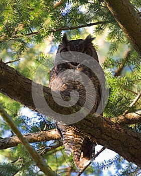 Great horned Owl resting on a tree branch