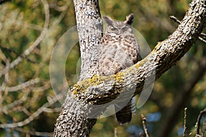 Great horned Owl resting on a tree branch