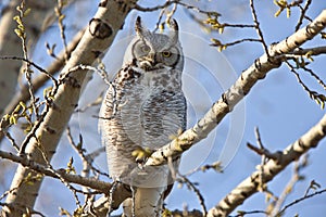 Great Horned Owl Saskatchewan