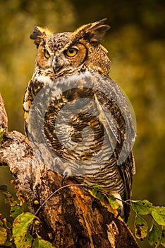 A Great Horned Owl sitting on a branch.