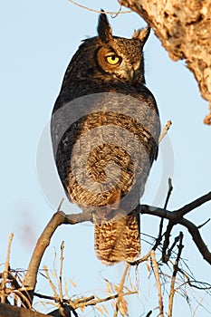 Great horned owl sitting on a branch