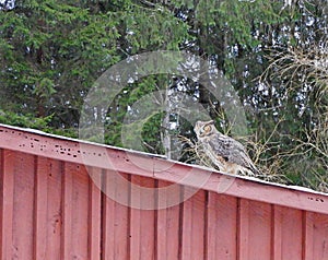 Great Horned owl sitting on old red barn roof