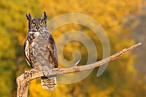 Great horned owl sitting on a stick