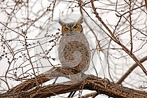 Great Horned Owl sitting on a tree in Nevada