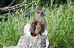 The Great Horned Owl sitting on a tree stump.