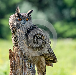 Great horned owl sitting on a tree stump