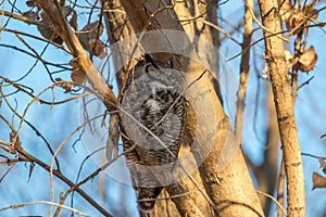 Great horned owl sleeping in a tree