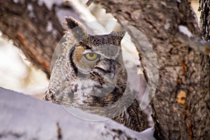 Great Horned Owl in Snow Covered Tree