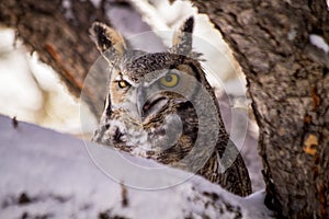 Great Horned Owl in Snow Covered Tree