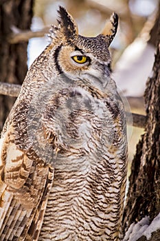 Great Horned Owl in Snow Covered Tree