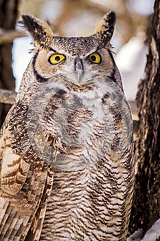 Great Horned Owl in Snow Covered Tree