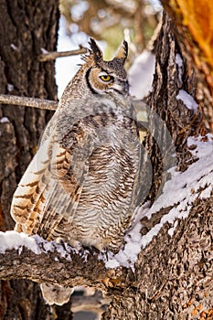 Great Horned Owl in Snow Covered Tree