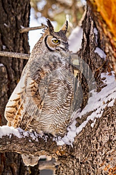 Great Horned Owl in Snow Covered Tree