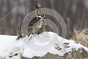 Great horned owl with Snow Shoe Hare