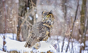 Great horned owl in snowfall