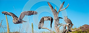 Great Horned Owl in Sonoran Desert Daytime Flying Sequence