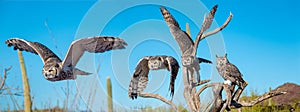 Great Horned Owl in Sonoran Desert Daytime Flying Sequence photo