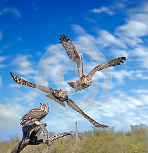 Great Horned Owl in Sonoran Desert Daytime side view