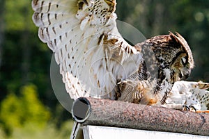 Great horned Owl spread wings on a tree branch