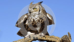 Great Horned Owl Squat