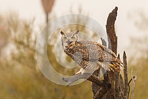 Great horned Owl Squawking