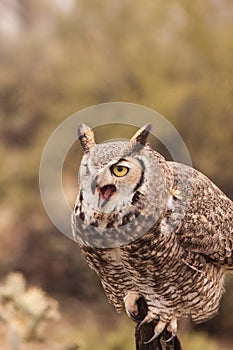 Great Horned Owl Squawking