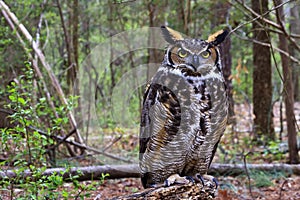 Great Horned Owl Standing on a Tree Log photo