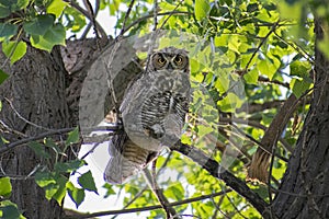 Great Horned Owl Staredown Along Forest Path